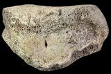 Ceratopsian Dinosaur Toe Bone - Alberta (Disposition #-) #71700-1